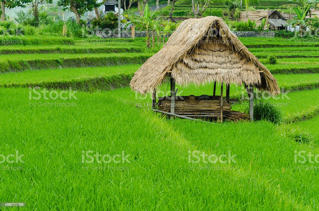 Detail Gambar Gubuk Sawah Nomer 10