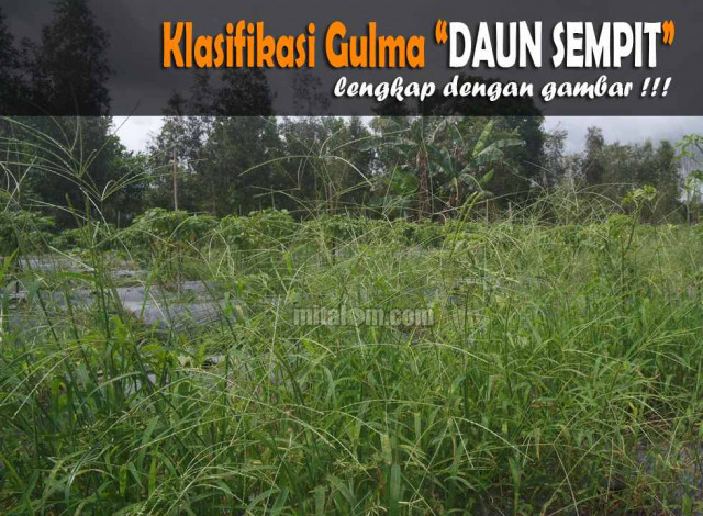 Detail Gambar Gulma Rumput Nomer 14