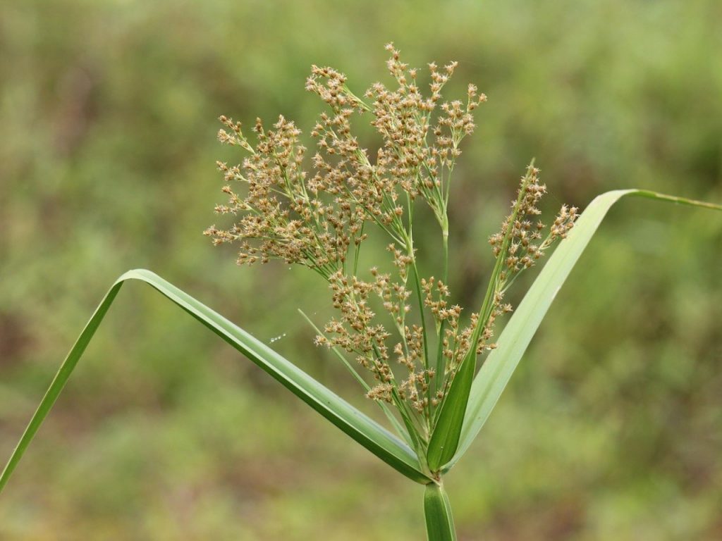 Detail Gambar Gulma Rumput Nomer 36