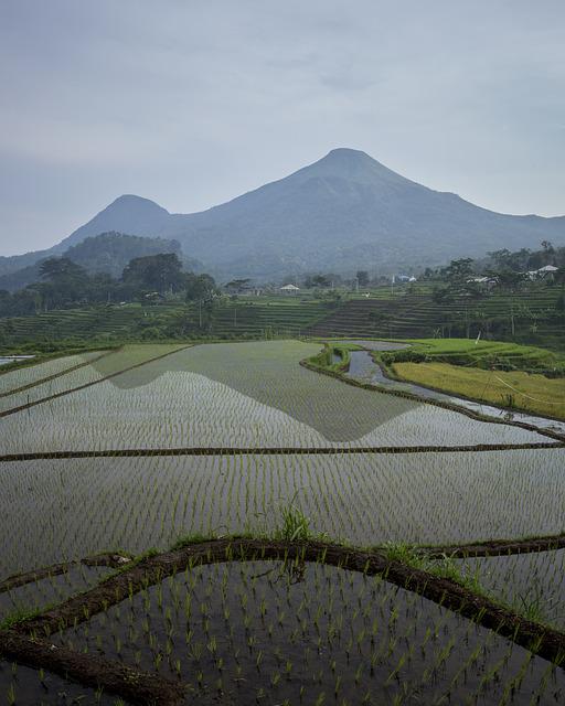 Detail Gambar Gunung Dan Sawah Hd Nomer 20