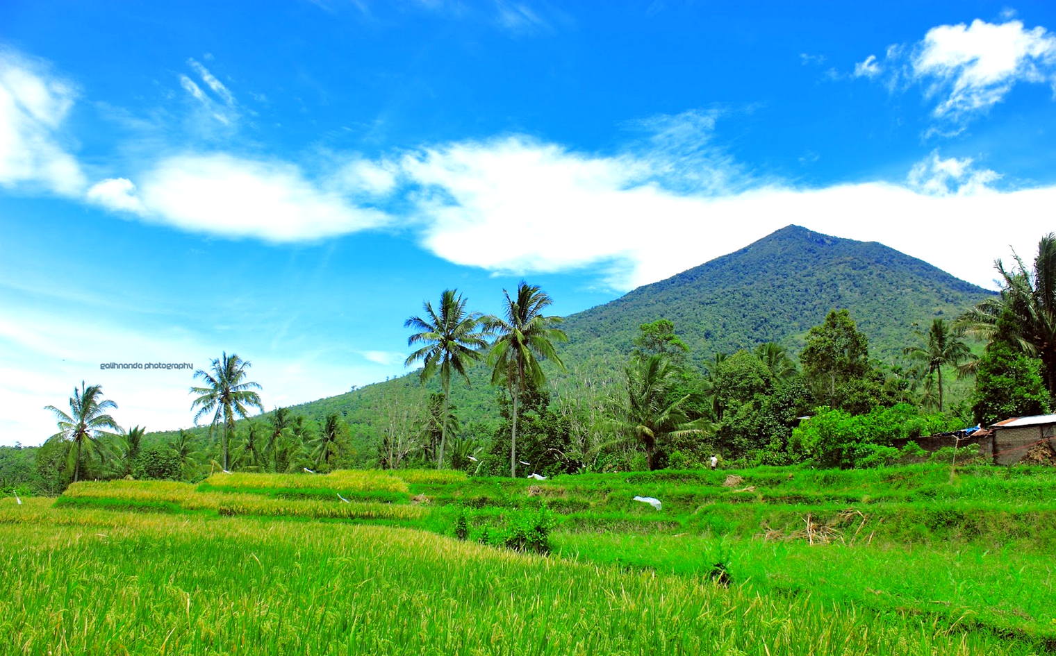 Detail Gambar Gunung Dan Sawah Hd Nomer 39