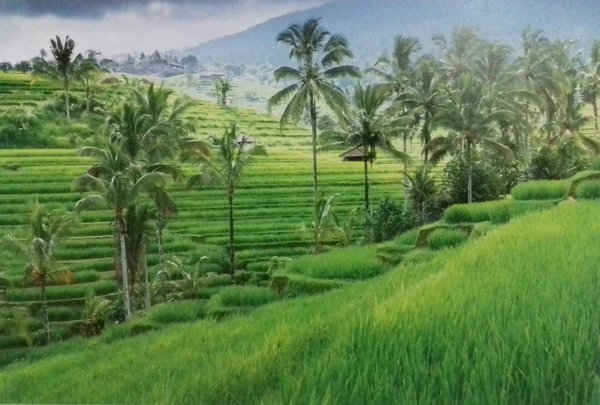 Detail Gambar Gunung Dan Sawah Hd Nomer 45