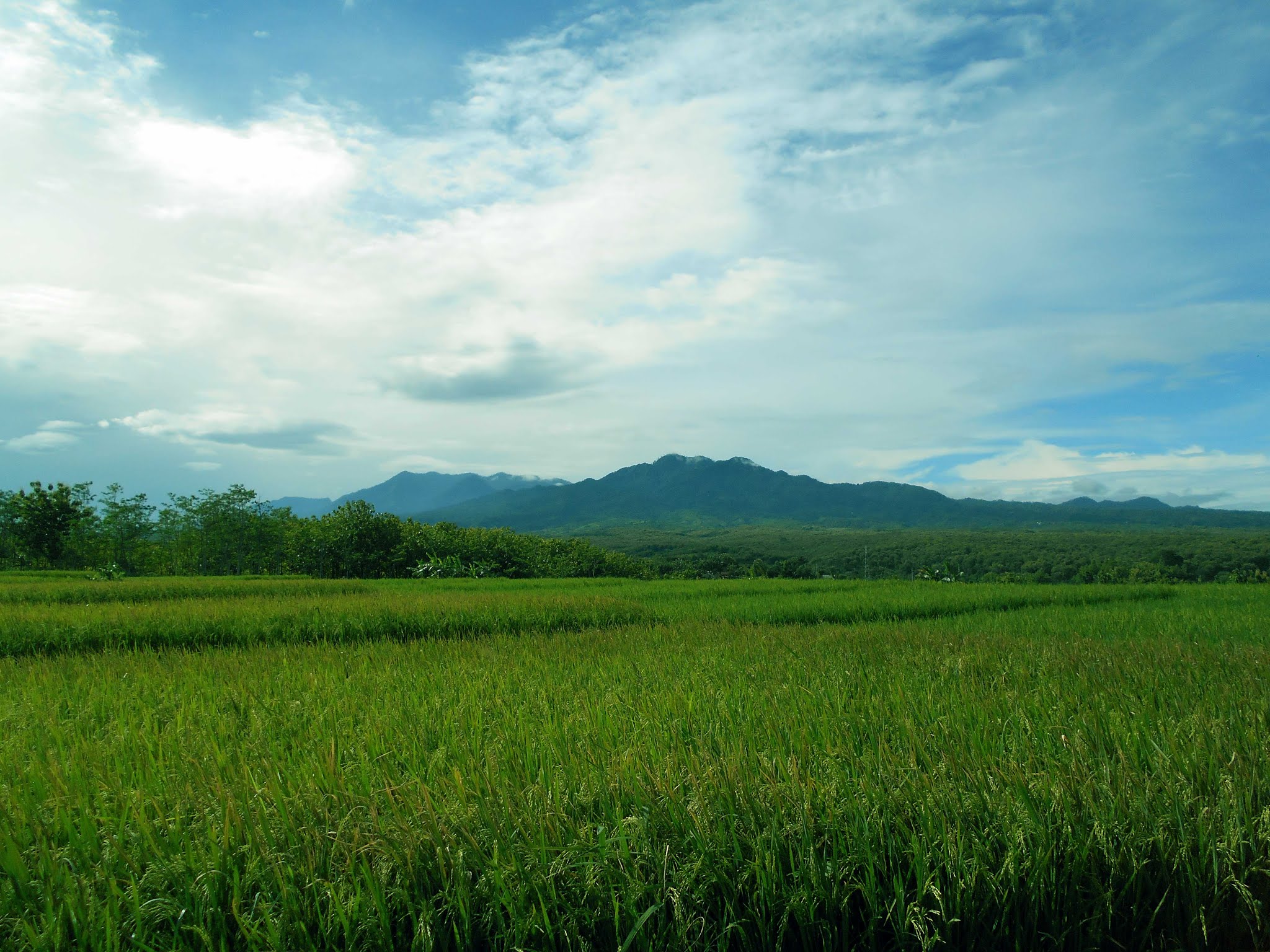 Detail Gambar Gunung Dan Sawah Hd Nomer 51