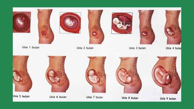 Detail Gambar Hamil 1 Minggu Nomer 39