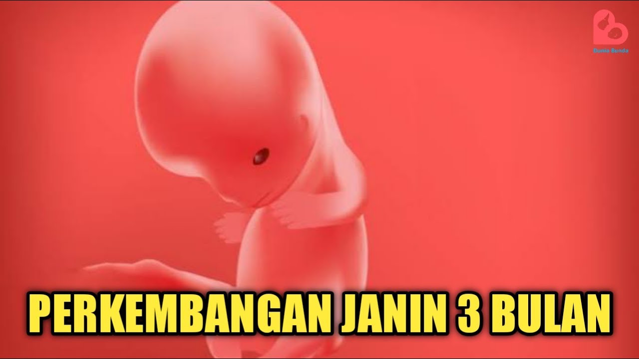 Detail Gambar Hamil 3 Bulan Nomer 37