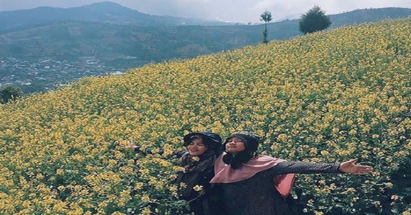 Gambar Hamparan Bunga Daisy - KibrisPDR