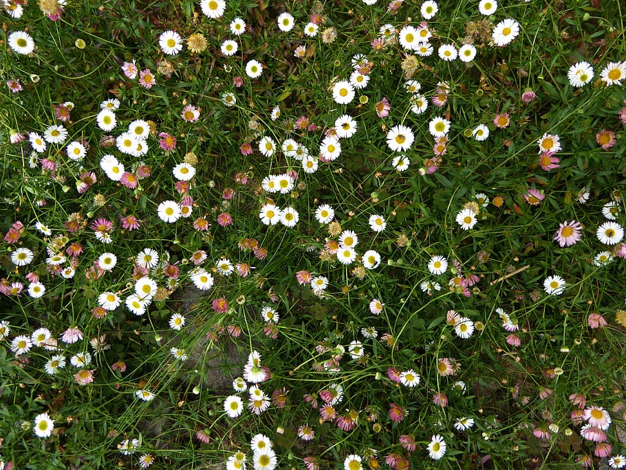 Detail Gambar Hamparan Bunga Daisy Nomer 50