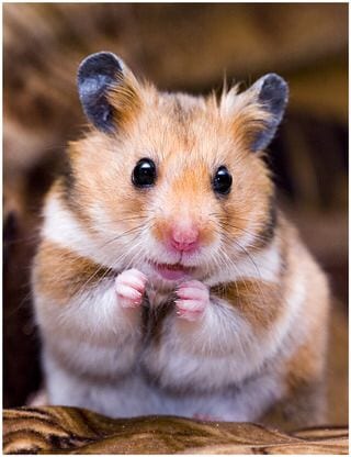 Detail Gambar Hamster Lucu Nomer 15