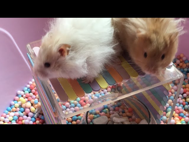 Detail Gambar Hamster Lucu Nomer 16