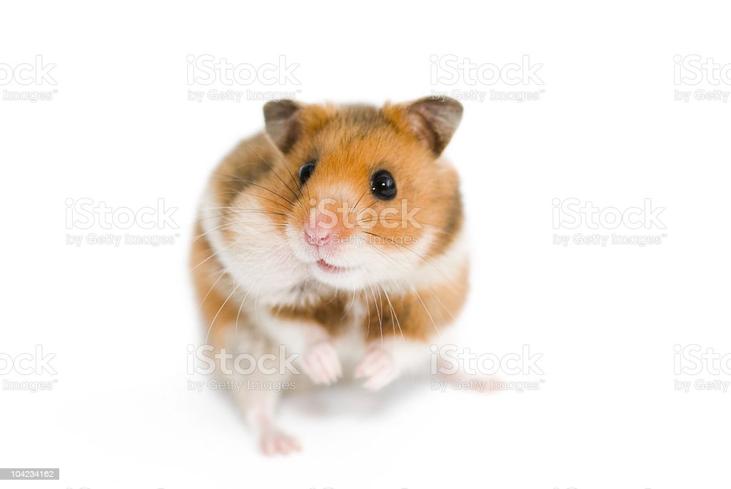 Detail Gambar Hamster Lucu Nomer 20