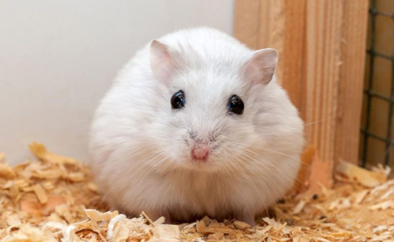 Detail Gambar Hamster Lucu Nomer 32