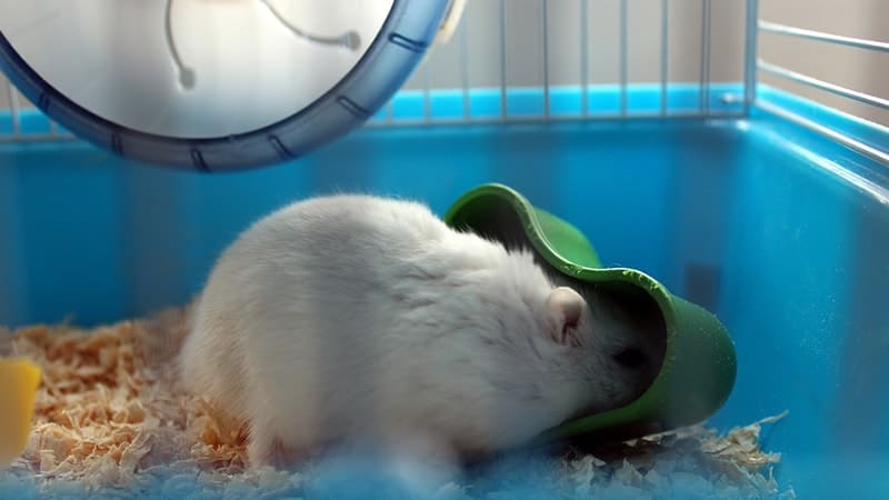 Detail Gambar Hamster Lucu Nomer 42