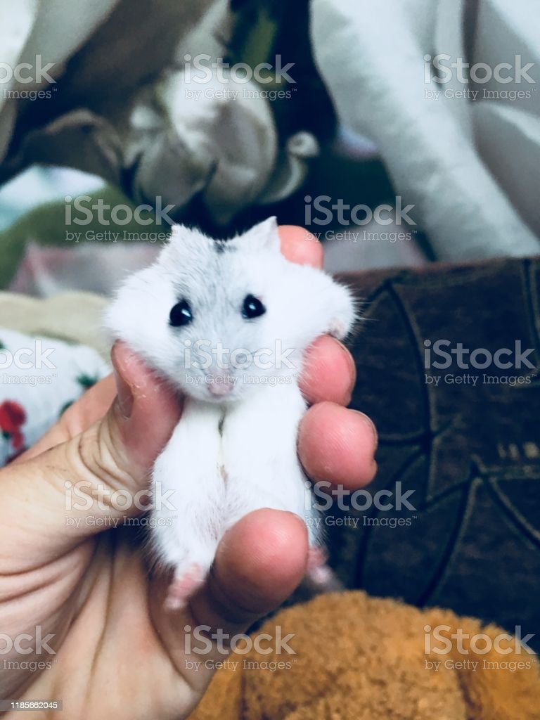 Detail Gambar Hamster Lucu Nomer 51