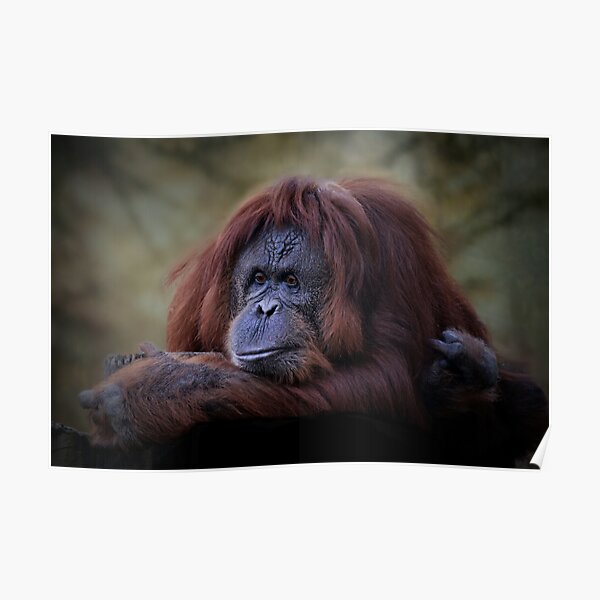Orangutan Penang - KibrisPDR