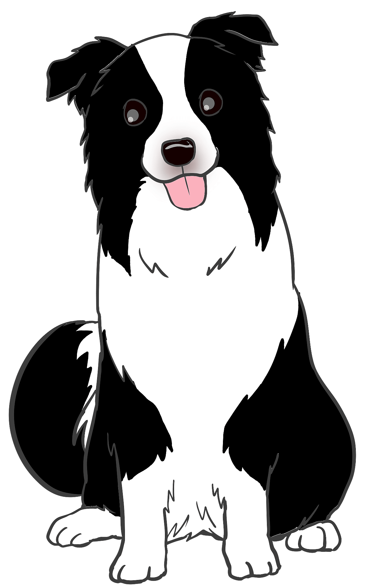 Detail Bilder Border Collie Nomer 5