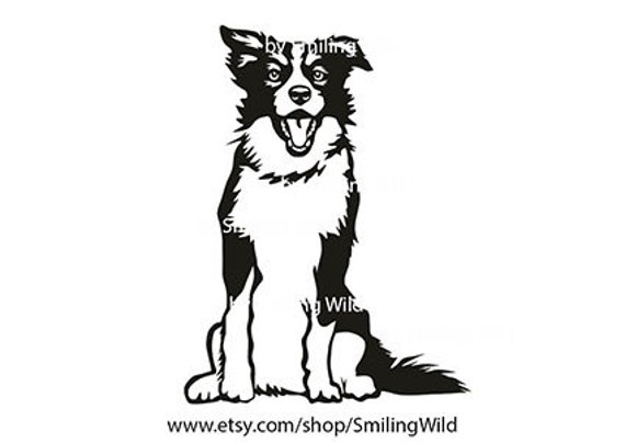 Detail Bilder Border Collie Nomer 6