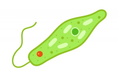 Detail Euglena Beschriftung Nomer 6