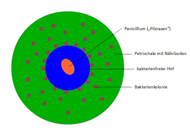 Detail Euglena Beschriftung Nomer 9