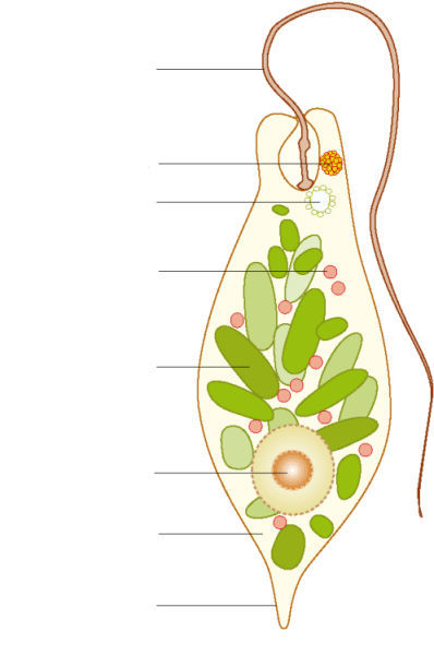 Euglena Beschriftung - KibrisPDR