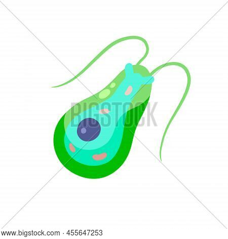 Detail Euglena Beschriftung Nomer 11