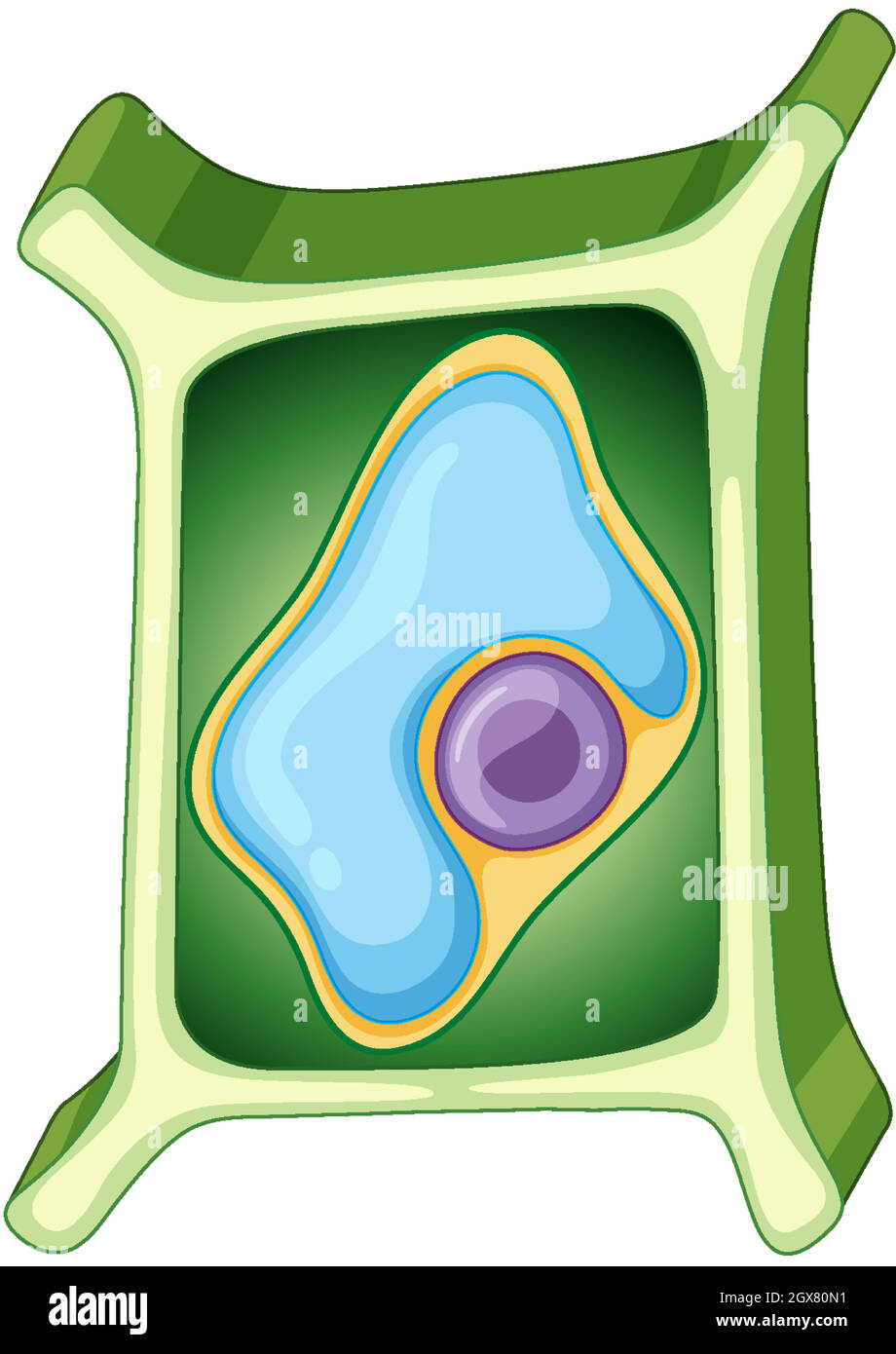 Detail Euglena Beschriftung Nomer 13