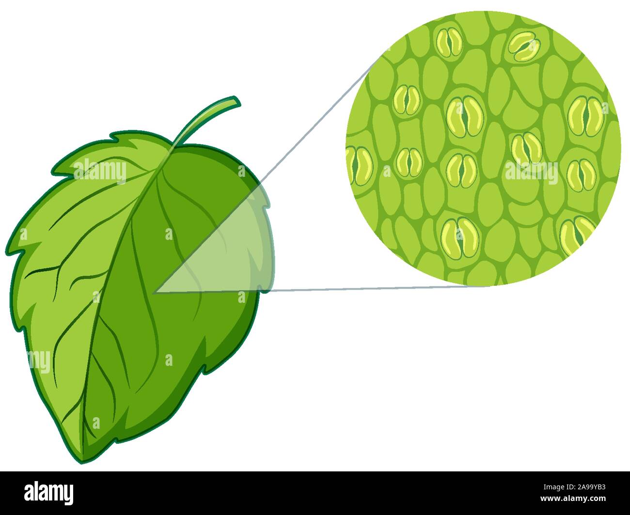 Detail Euglena Beschriftung Nomer 15