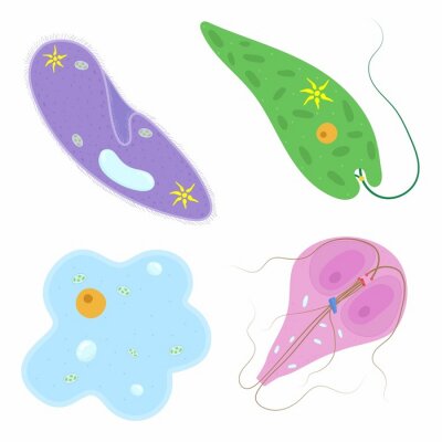 Detail Euglena Beschriftung Nomer 5