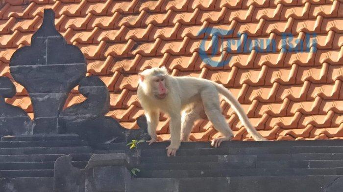 Detail Gambar Hanoman Kera Putih Nomer 48