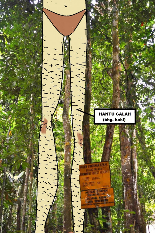 Detail Gambar Hantu Galah Nomer 49