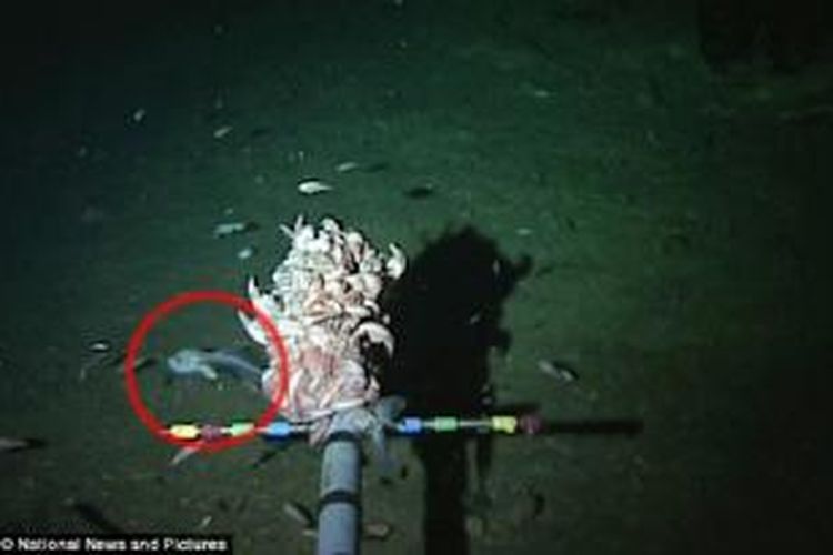 Detail Gambar Hantu Laut Nomer 15