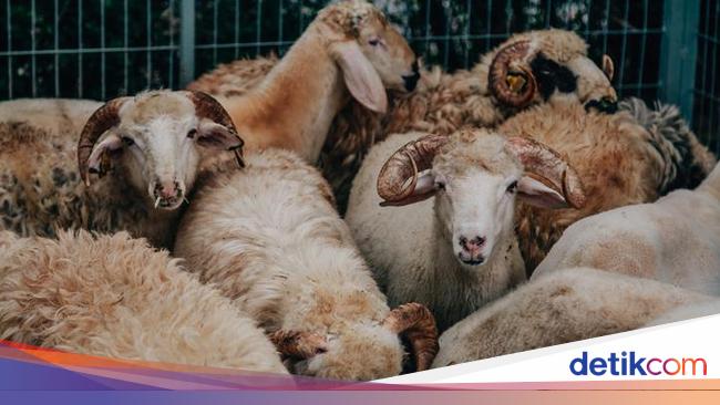 Detail Gambar Hari Raya Kurban Nomer 42