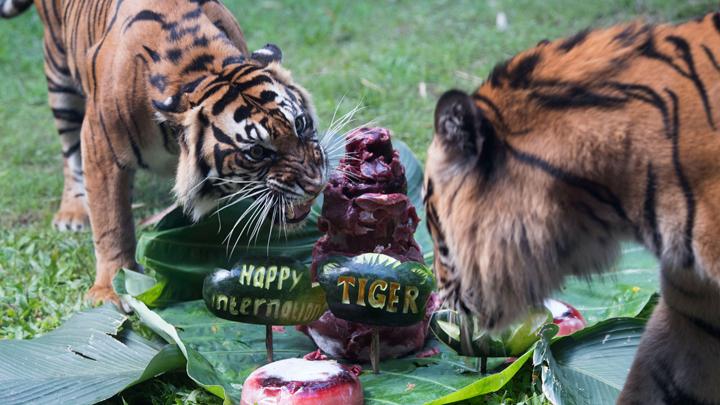 Detail Gambar Harimau Bali Nomer 30