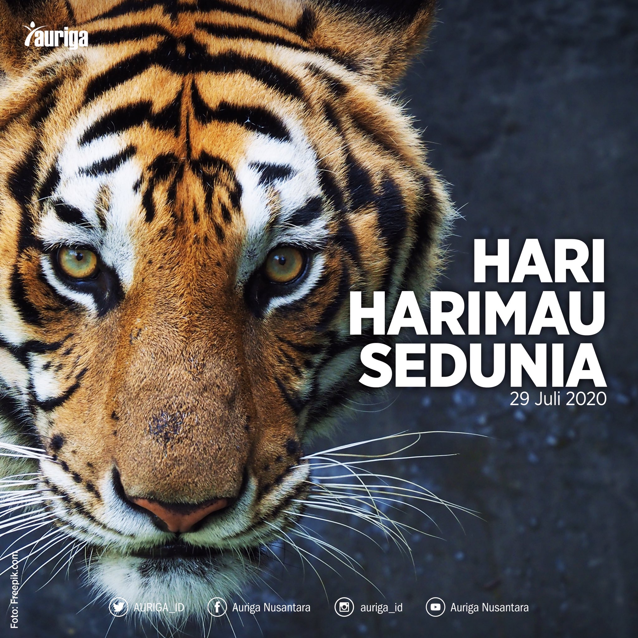 Detail Gambar Harimau Bali Nomer 37