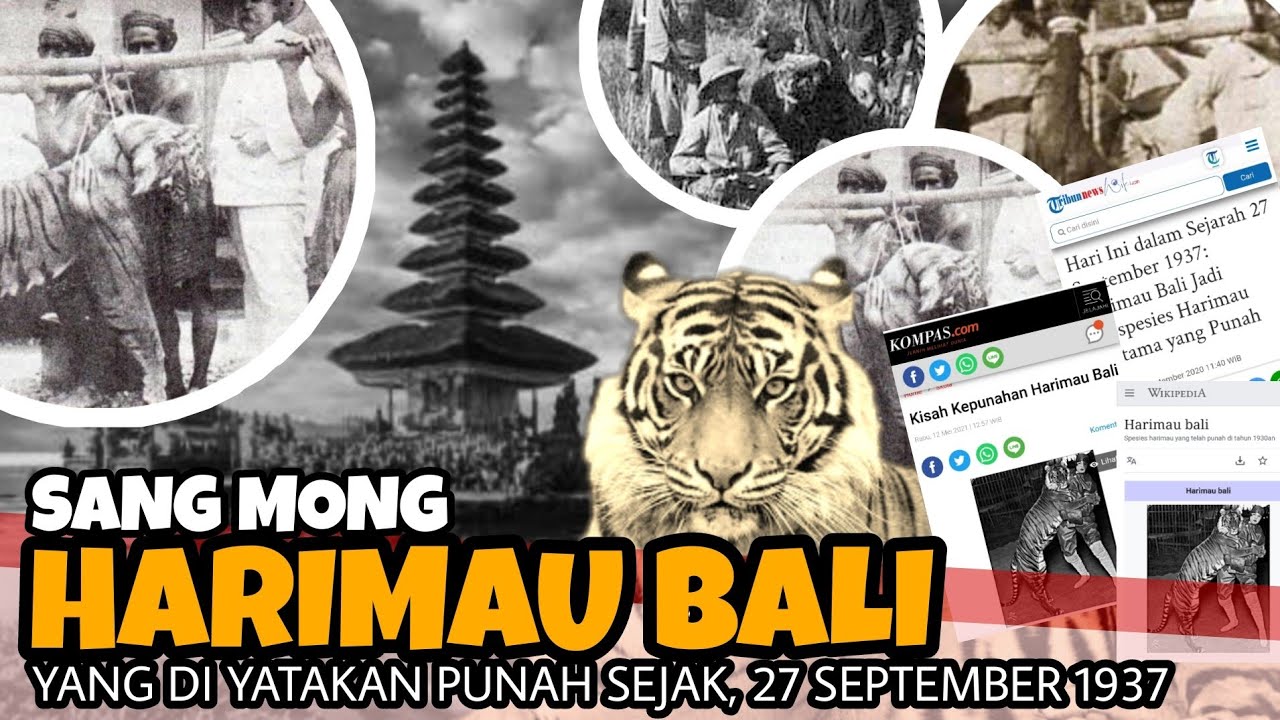 Detail Gambar Harimau Bali Nomer 48