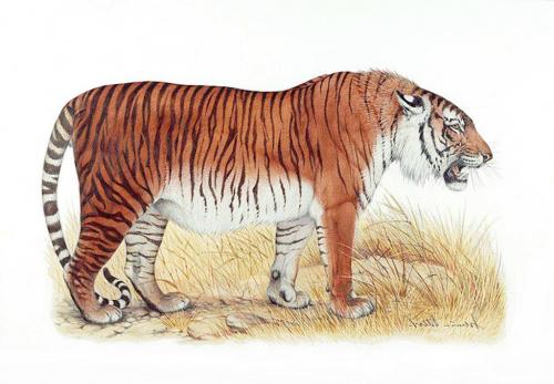 Detail Gambar Harimau Besrta Keterangannya Nomer 27