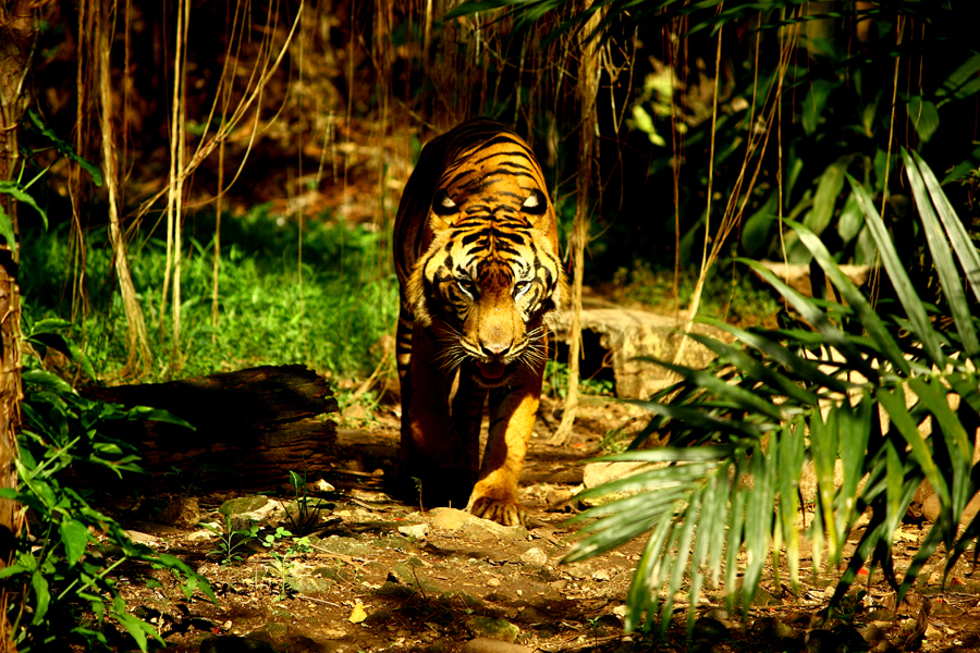 Detail Gambar Harimau Besrta Keterangannya Nomer 31