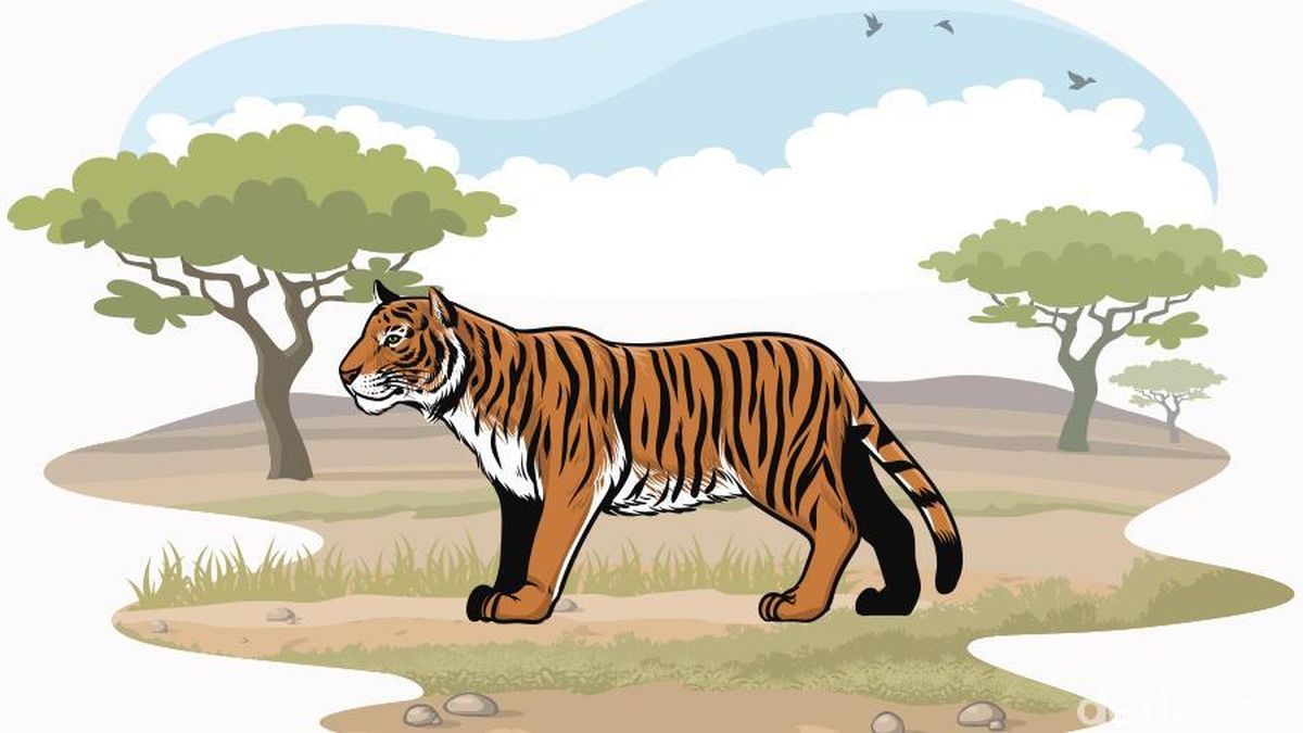 Detail Gambar Harimau Besrta Keterangannya Nomer 50