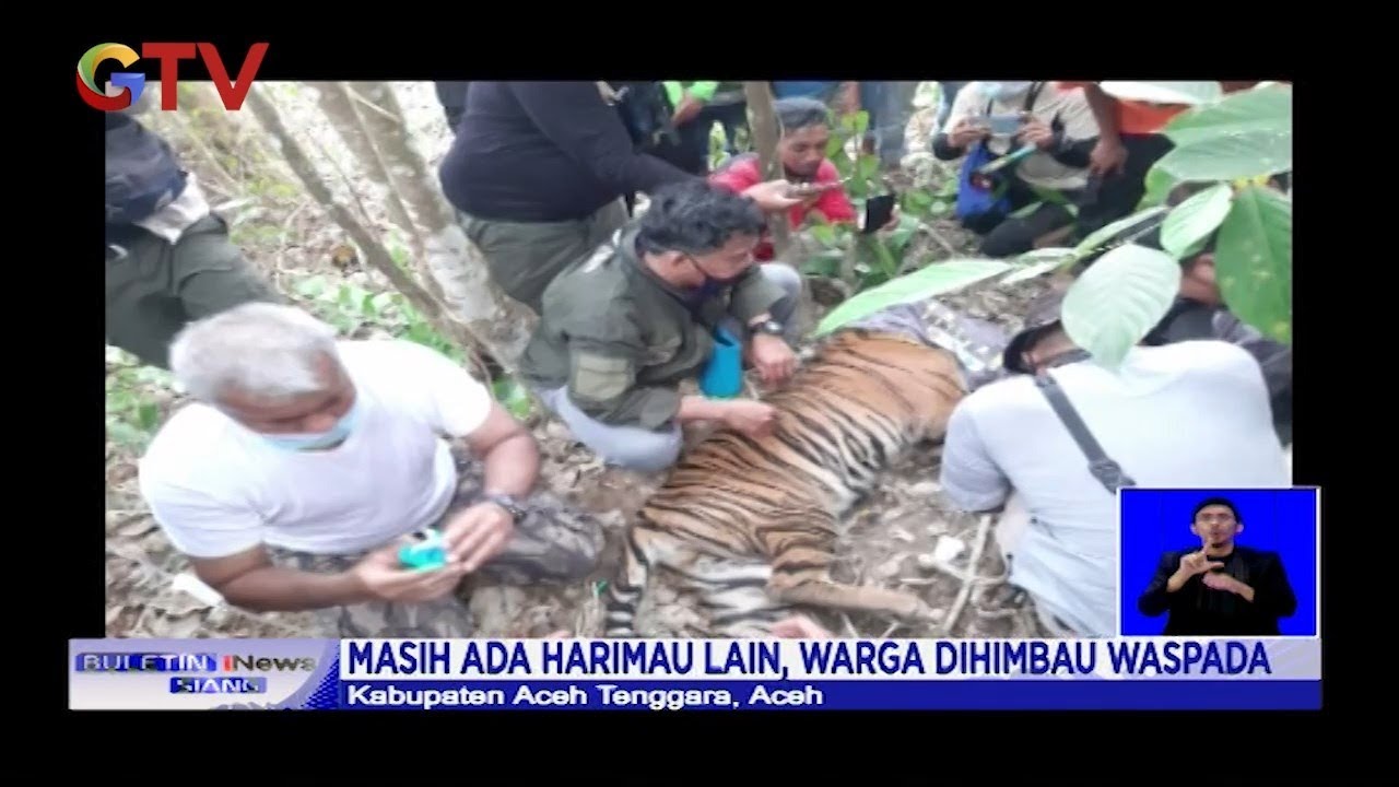 Detail Gambar Harimau Dan Babi Nomer 28