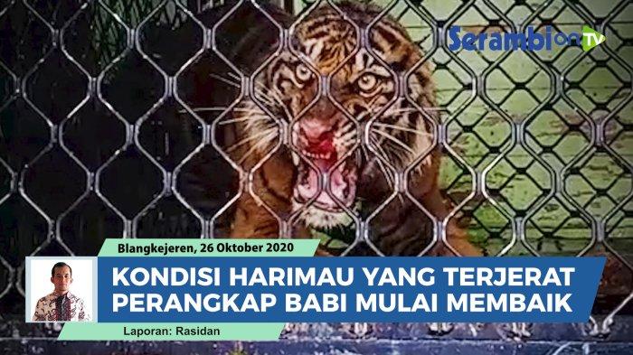 Detail Gambar Harimau Dan Babi Nomer 32