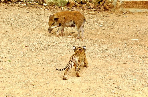 Detail Gambar Harimau Dan Babi Nomer 4