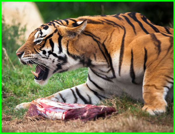 Detail Gambar Harimau Dan Makanannya Nomer 3