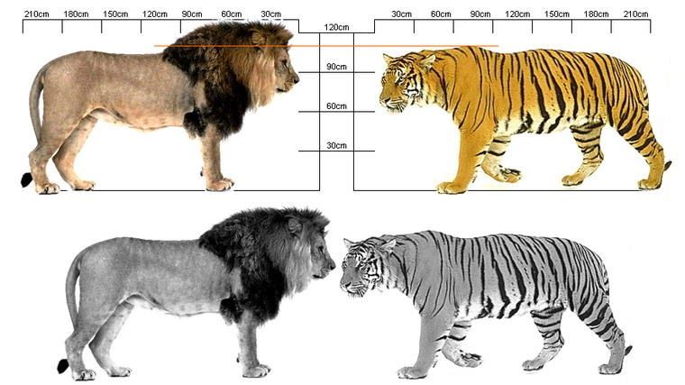 Detail Gambar Harimau Dan Makanannya Nomer 18