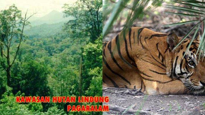 Detail Gambar Harimau Dan Makanannya Nomer 36