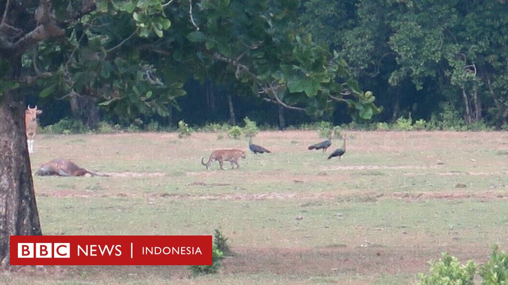 Detail Gambar Harimau Gambar Harimau Dan Banteng Nomer 18