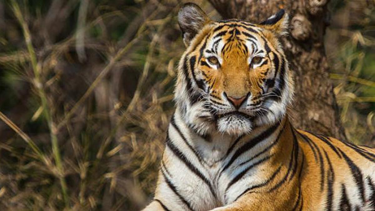 Detail Gambar Harimau Gambar Harimau Dan Banteng Nomer 21