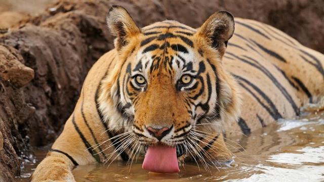 Detail Gambar Harimau Gambar Harimau Dan Banteng Nomer 30