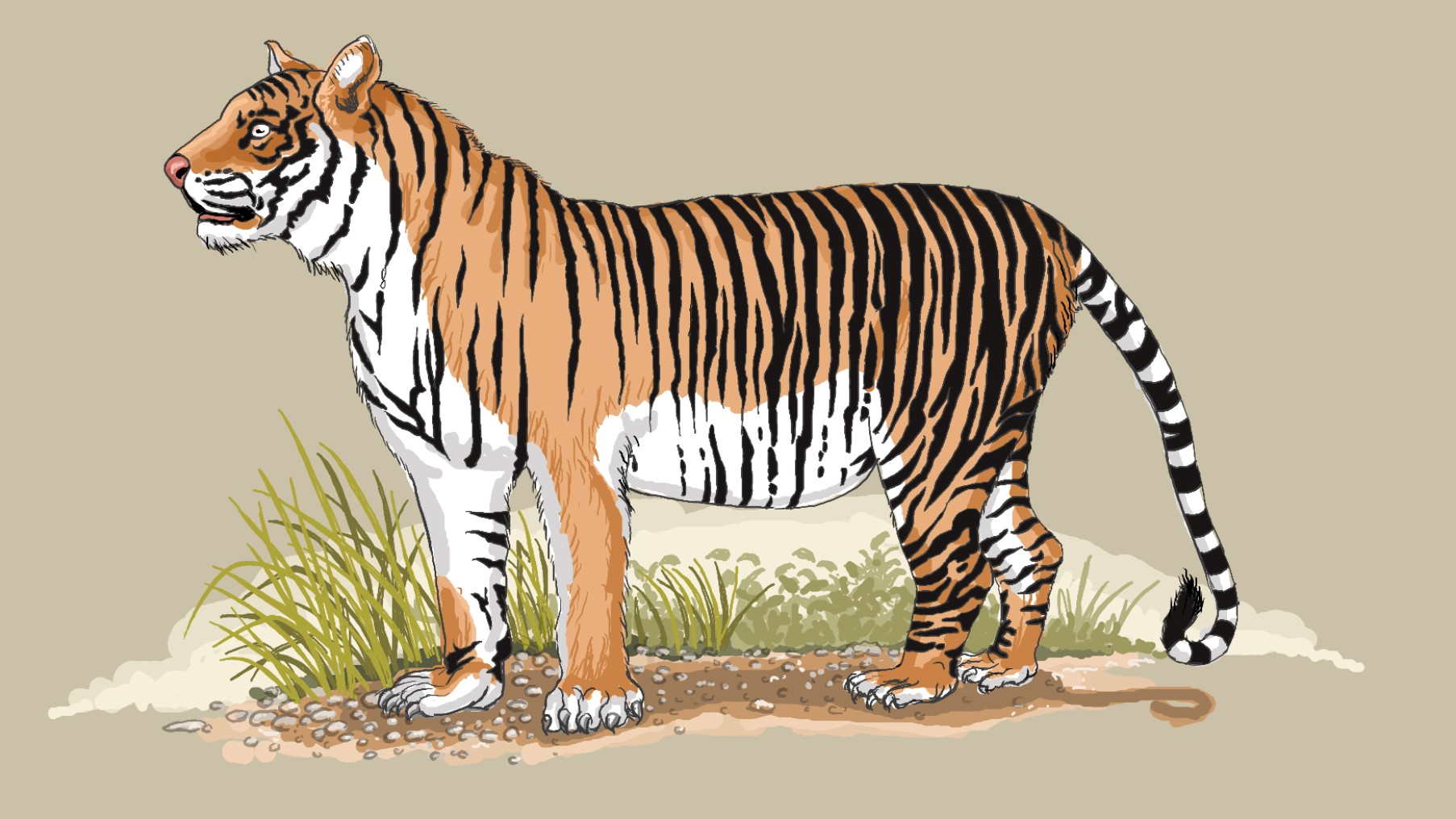 Detail Gambar Harimau Gambar Harimau Dan Banteng Nomer 35