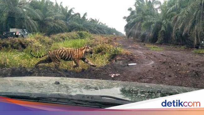 Detail Gambar Harimau Gambar Harimau Dan Banteng Nomer 41