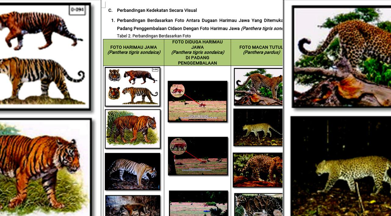 Detail Gambar Harimau Gambar Harimau Dan Banteng Nomer 48