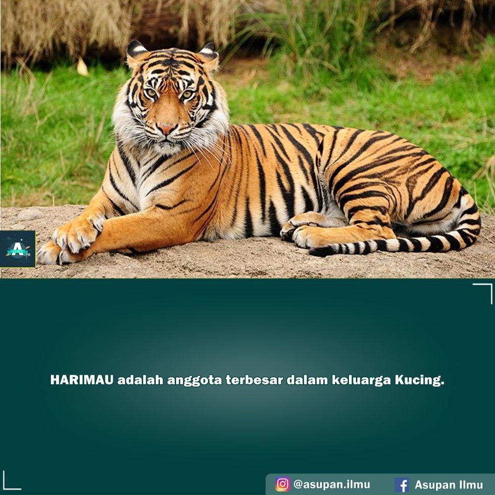 Detail Gambar Harimau Gambar Harimau Dan Banteng Nomer 49